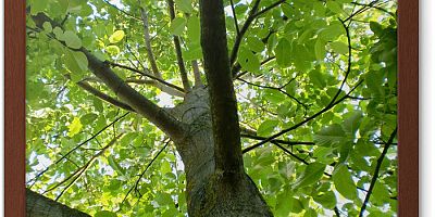 ceviz ağacı